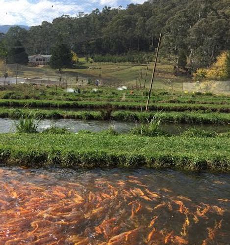 MOUNTAIN FRESH TROUT AND SALMON FARM GREAT .